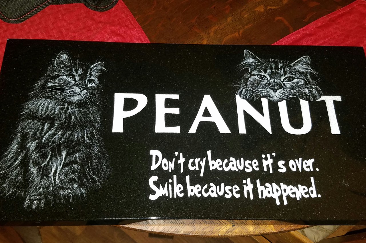cat
